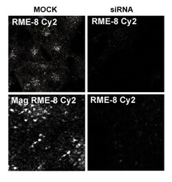 MilliporeSigma RME-8, Rabbit, Unlabeled, Polyclonal, 100&mu;L; Unlabeled:Antibodies,